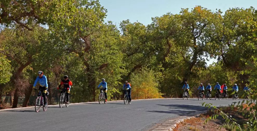 美丽的内蒙古额济纳胡杨林,恋上南山路美图