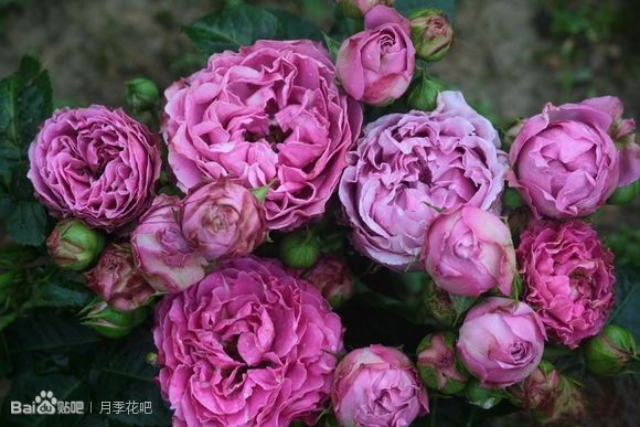 蓝紫色月季无刺品种有哪些,枝条细弱蓝紫色月季品种