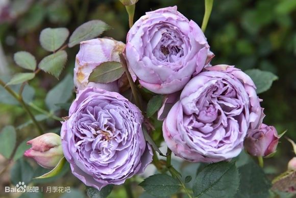 蓝紫色月季无刺品种有哪些,枝条细弱蓝紫色月季品种