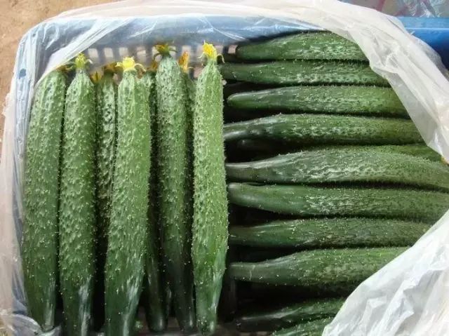 种子涨价预期,种子价格和成品市场价有没有关系