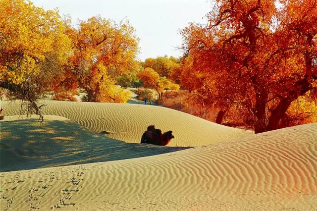 额济纳胡杨林10月份旅游攻略,额济纳旗旅游住宿