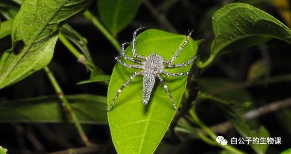 你以为蟑螂什么都吃？可是也有只吃花粉的小清新蟑螂啊！小强万岁！