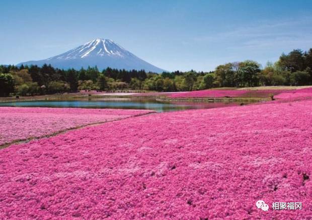 静冈山梨富士山,富士山与静冈山梨
