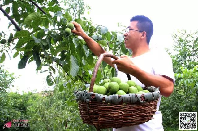 天水市委常委、副市长李晓东:我家门前清水流,漫山遍野鲜核桃!