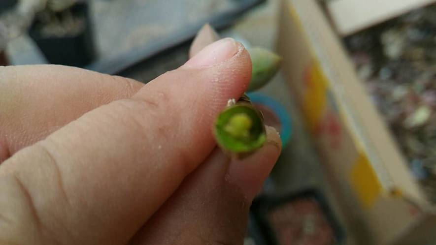 经历了天灾*祸人**的多肉，居然能靠这招拯救？