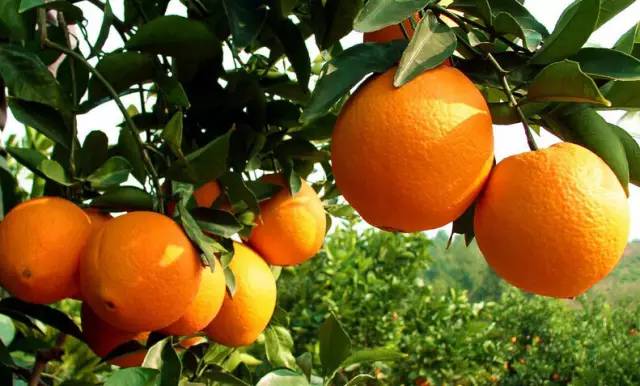 26个字母，让你更加了解赣州！爱上赣州！