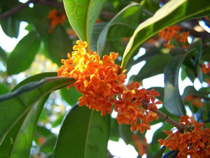 吃过桂花美食才不辜负江苏的秋天,苏州特色桂花