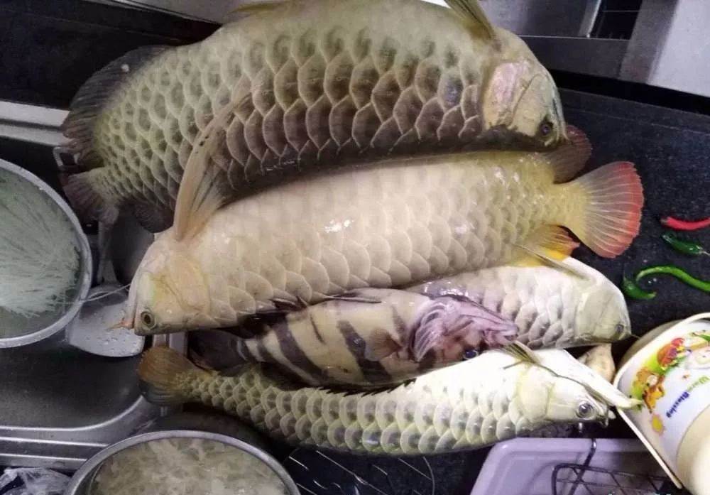 龙鱼的疾病和处理方法,龙鱼养的好好的怎么就突然暴毙了