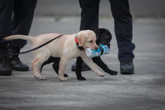 俊介犬舍推荐,俊介犬猫