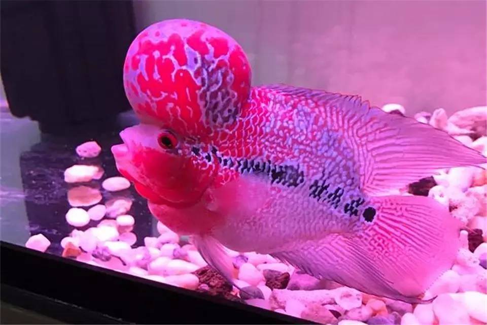 蹭缸能自愈吗,鱼蹭缸子是什么病