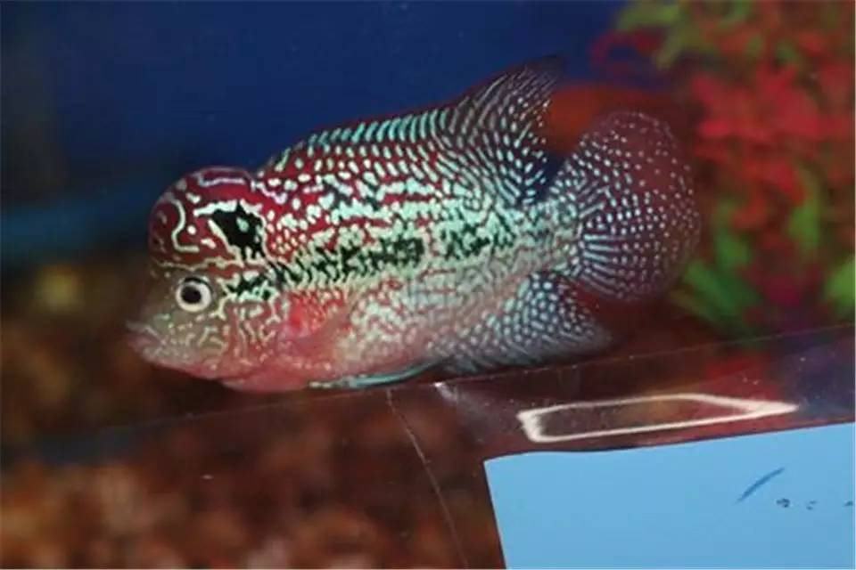 蹭缸能自愈吗,鱼蹭缸子是什么病