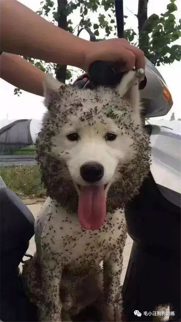 附近的宠物店太多怎么办,被全国的宠物店拉黑的狗