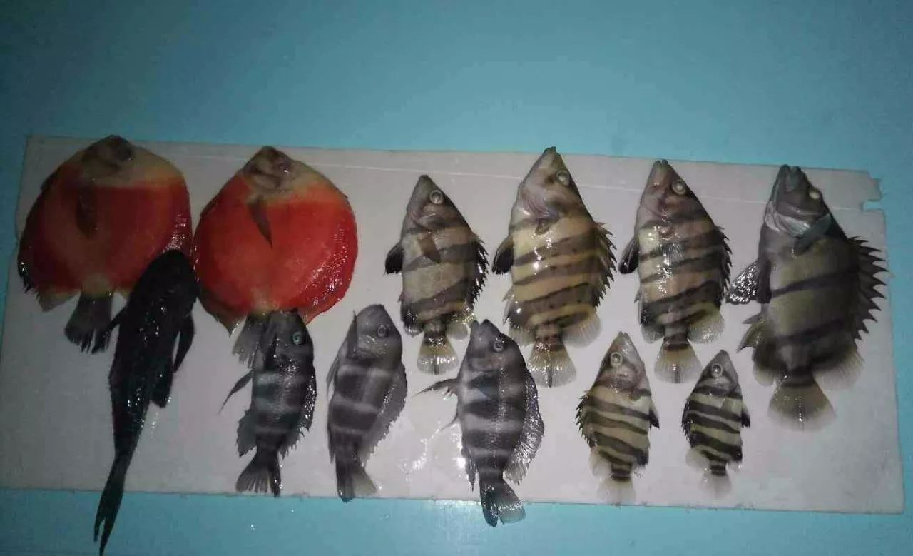 龙鱼死亡现象判断死亡原因,龙鱼全部死了有什么征兆