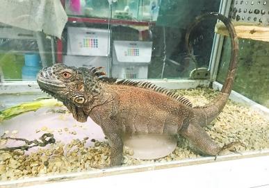 盘点外来入侵物种动物,入侵物种调查