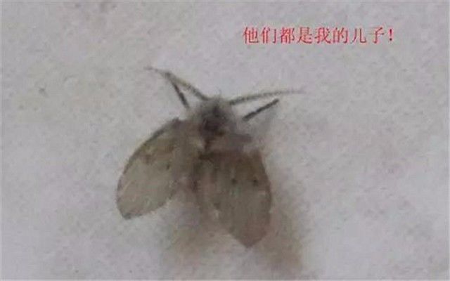 过滤棉上出现的小虫叫什么,过滤棉黑色的虫子爆发解决方法