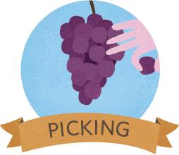 十月采摘水果,红提采摘节