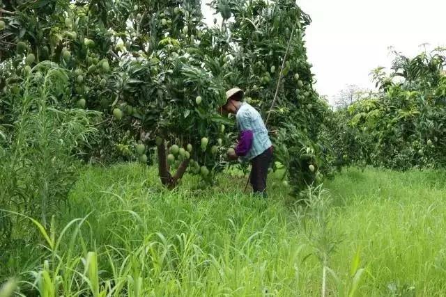 果园免费试吃,果园免费试吃大全