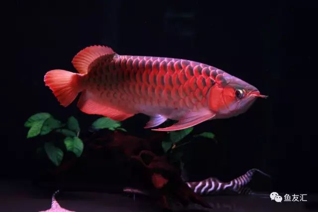 龙鱼受惊吓的解决方法,龙鱼受惊吓一周不进食