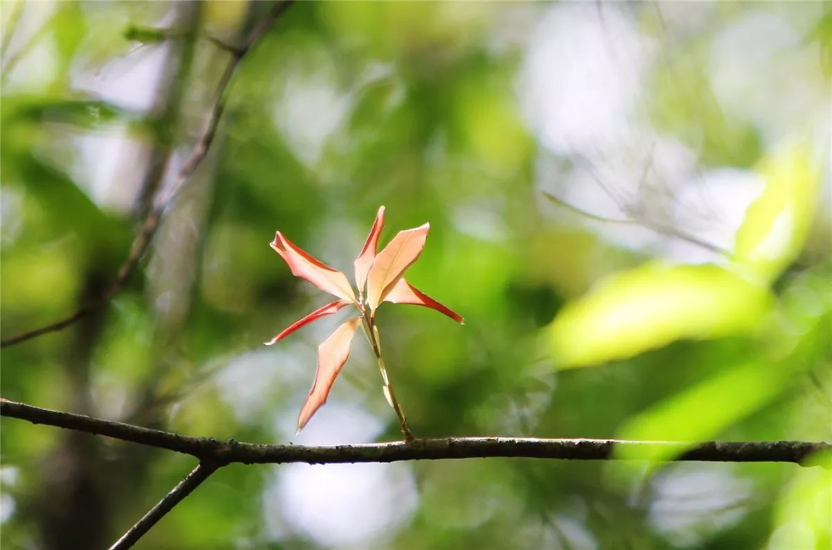 芒市黑河老坡沿途自然风景,芒市苤菜坝和黑河老坡一样吗