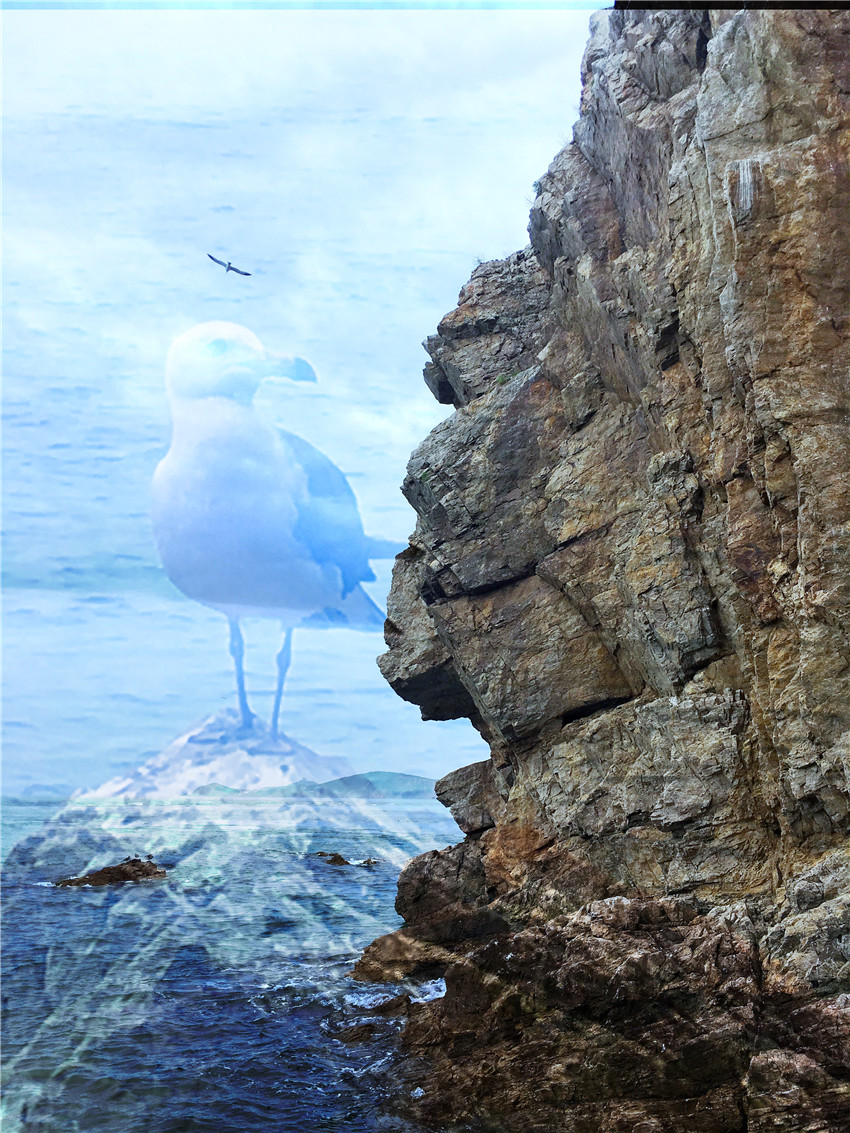 探海外仙境海驴岛,寻找海鸥王国的故事