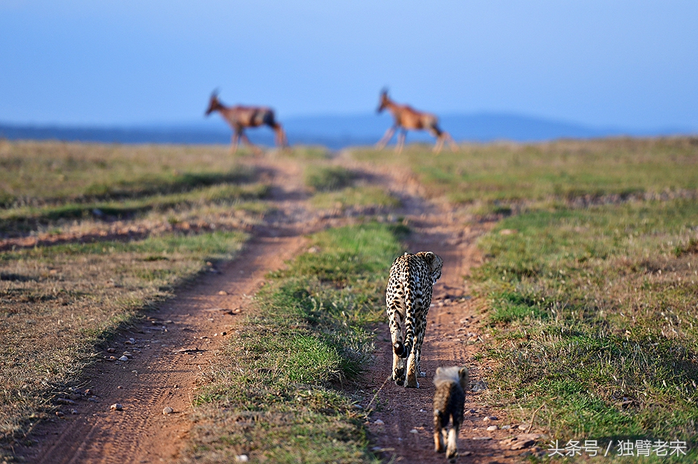 非洲马赛人有多厉害狮子都被吓跑,马赛人手拿一支长矛单挑一头狮子