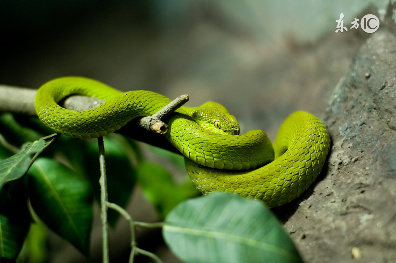 夏季农村如何捕蛇,夏天农村抓蛇视频