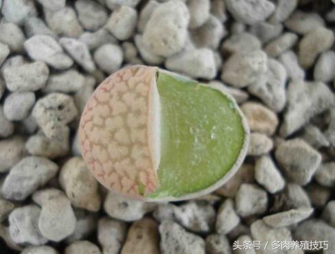 生石花徒长怎么救,生石花根干枯