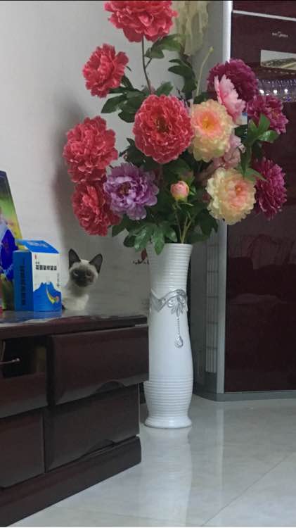 主人养了一只猫的视频,猫中哈士奇暹罗猫