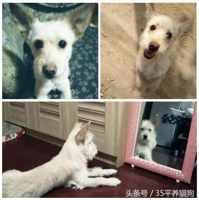 我和我的狗子们：养狗人的心醉幸福二三事儿