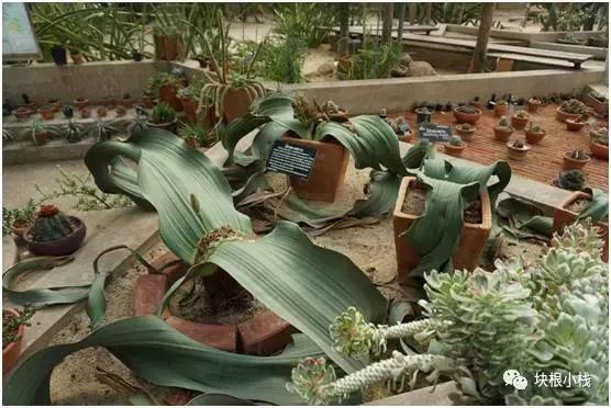 泰国多肉展会,仙人掌与多肉植物新品集粹