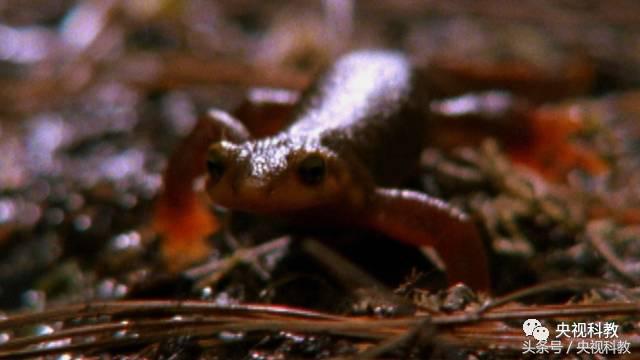 自然传奇怪物之谜,自然传奇未解之谜故事