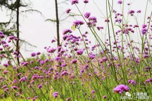 子胥湖欢乐嘉年华夜场电话,子胥湖欢乐嘉年华门票