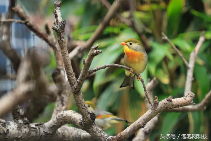 佳能6dmark2的标准参数,入门全画幅佳能6d