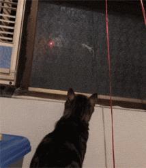 网购时商家送了个小面膜,没想这么小,给猫试了下,结果……