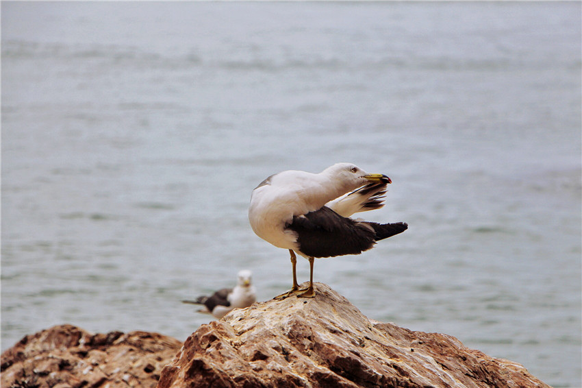 探海外仙境海驴岛,寻找海鸥王国的故事
