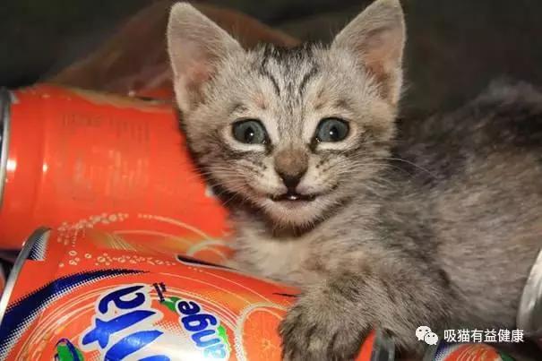 猫咪的笑容,猫咪的笑容都那么萌