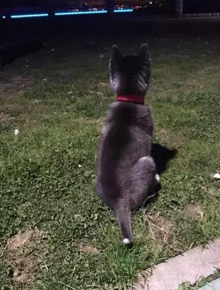 网购时商家送了个小面膜,没想这么小,给猫试了下,结果……