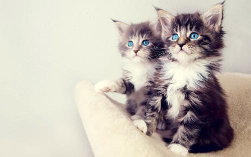 治疗失眠抑郁真正有效的药,失眠头疼等症状该怎么治