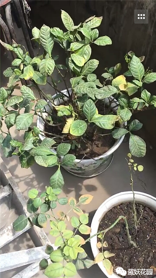 养花必须知道的常识,花一般是怎么养死的