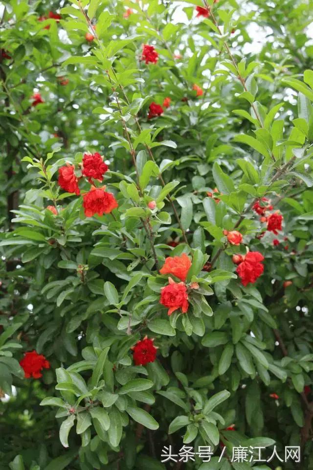 我来自廉江农村，你愿意跟我结婚吗？