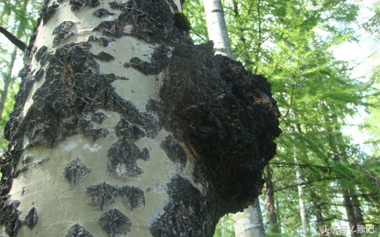 老当益壮成就,老当益壮的勇气和担当