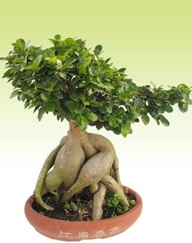 榕树盆景最好的养殖方法,榕树盆景大全及养殖方法