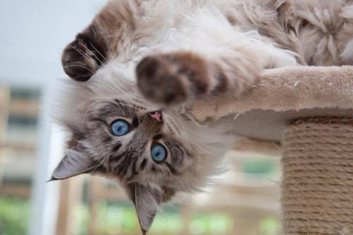 e宠商城和波奇哪个好,波奇宠物和e宠哪个好