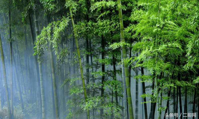 从身到心的清净！国内最美竹海你都去过吗？