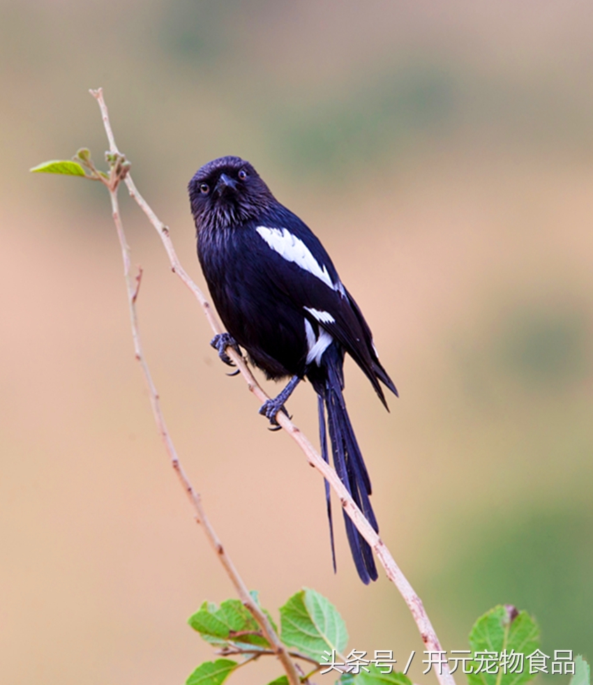 请不要在叫我喜鹊，我是四喜鸟