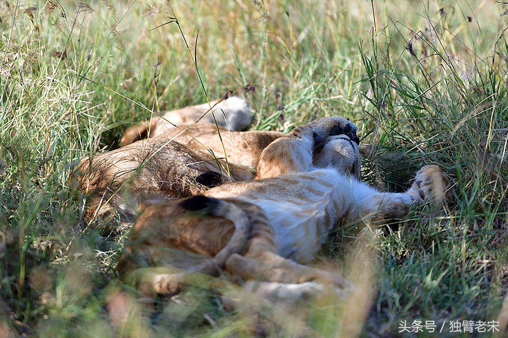 非洲马赛人有多厉害狮子都被吓跑,马赛人手拿一支长矛单挑一头狮子