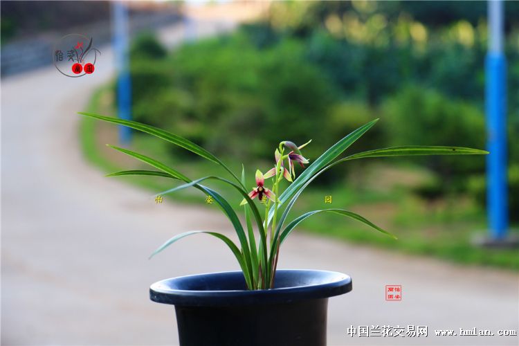 峨眉晨光四季兰品种,四季兰红舌精品欣赏