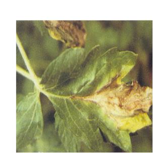 连绵不断的下雨天,露天西红柿怎么安全度过雨天