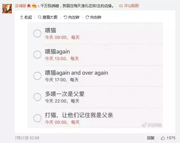 给流浪猫割双眼皮,成都流浪猫手术