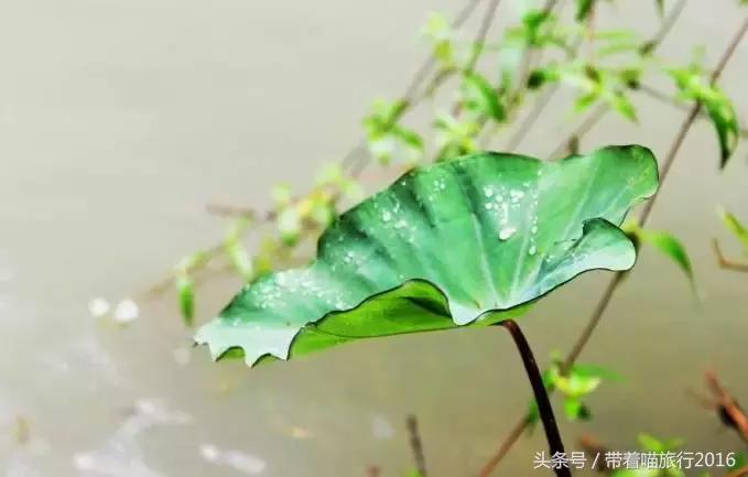 处州龙泉,处州龙泉在哪里